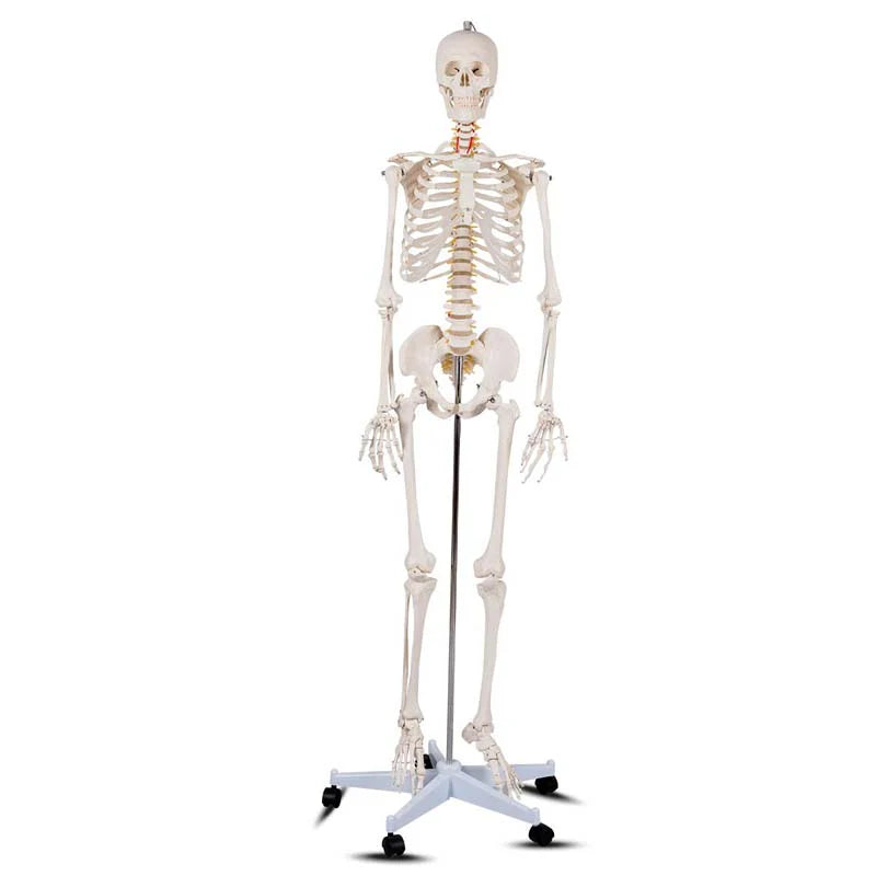 70.8" Life Size Human Anatomical Anatomy Skeleton Medical Model with Rolling Stand, Removable Parts, Poster & Dust Cover